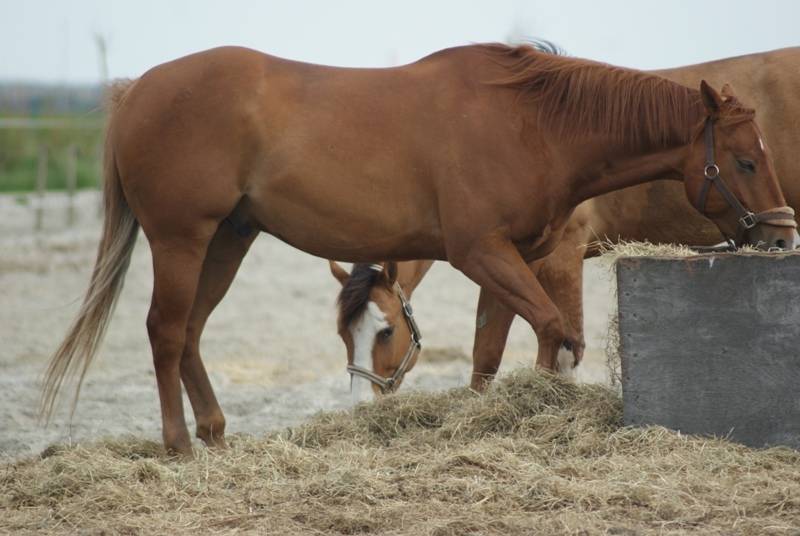 Met Paard op Vakantie paardrijden op het strand
